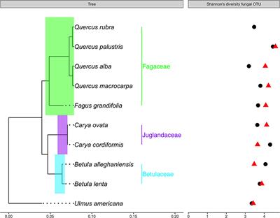 Individual Plant-Soil Feedback Effects Influence Tree Growth and Rhizosphere Fungal Communities in a Temperate Forest Restoration Experiment